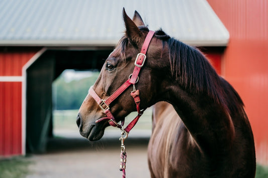 How to Care for Leather Horse Tack for Long-Term Use